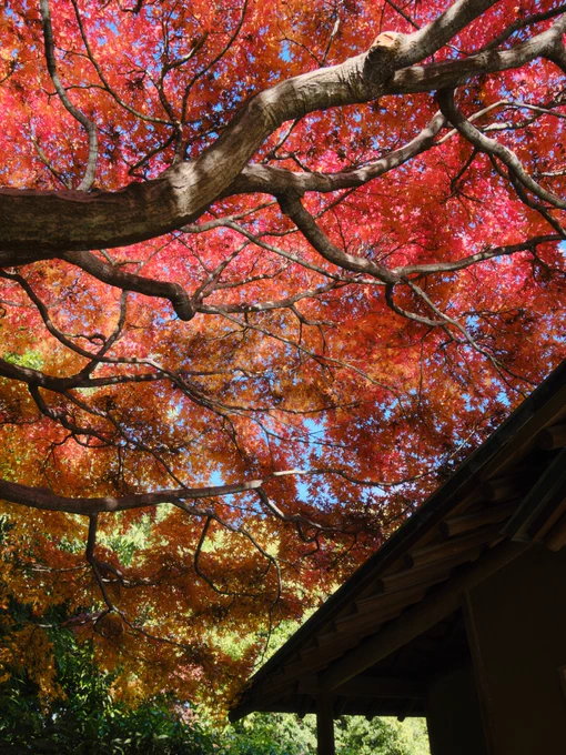xマウントレンズで写りだけなら一番好きだったのタムロン17-70mmかも f2.8便利ズームでそれなりの解像感と立体感と色味 ただafを外しまくる、レンズの手振れ補正がボディの手振れ補正とケンカしている(?)、ライブビューで歪曲補正されないので撮ってみないと最終的な写真が分からない等問題多くて惜し