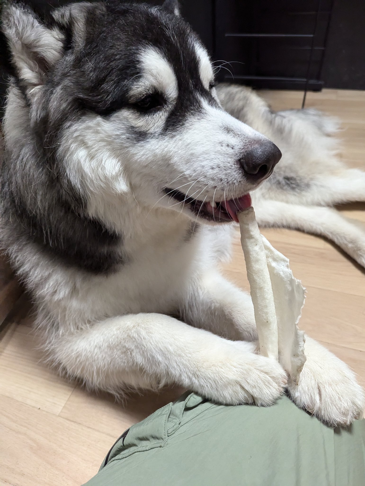 超激レア■_HUSKY VOICE_ハスキーボイス_九州パンク_ソノシート_新品 お気に入り♪ #husky #siberianhusky #ハスキー #シベリアン