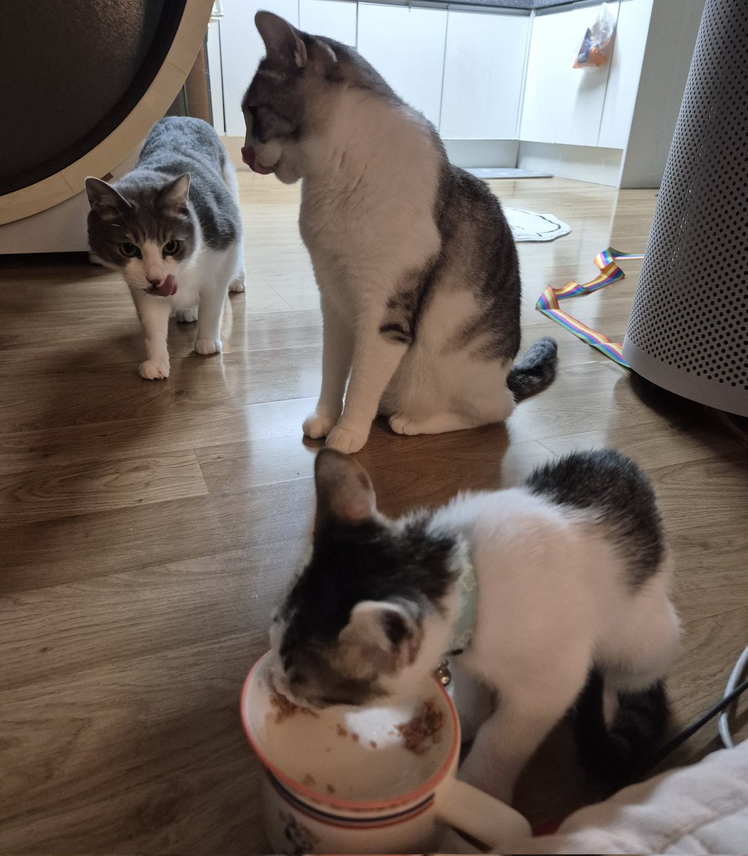 자기 밥 다 먹고 햄복이 밥 먹으러 달려오는 하이에나들