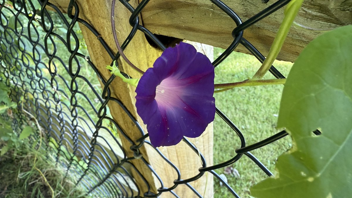 Augie Transition #41 

“Dad was bragging about his Morning Glories today. He said they’re named ‘Grandpa Ott’s’—which is a funny name for a flower. But they’re nice.”
-Augie

#BrooksHaven #GoldenRetriever #grc #dogcelebration #MorningGlory #RescueDog