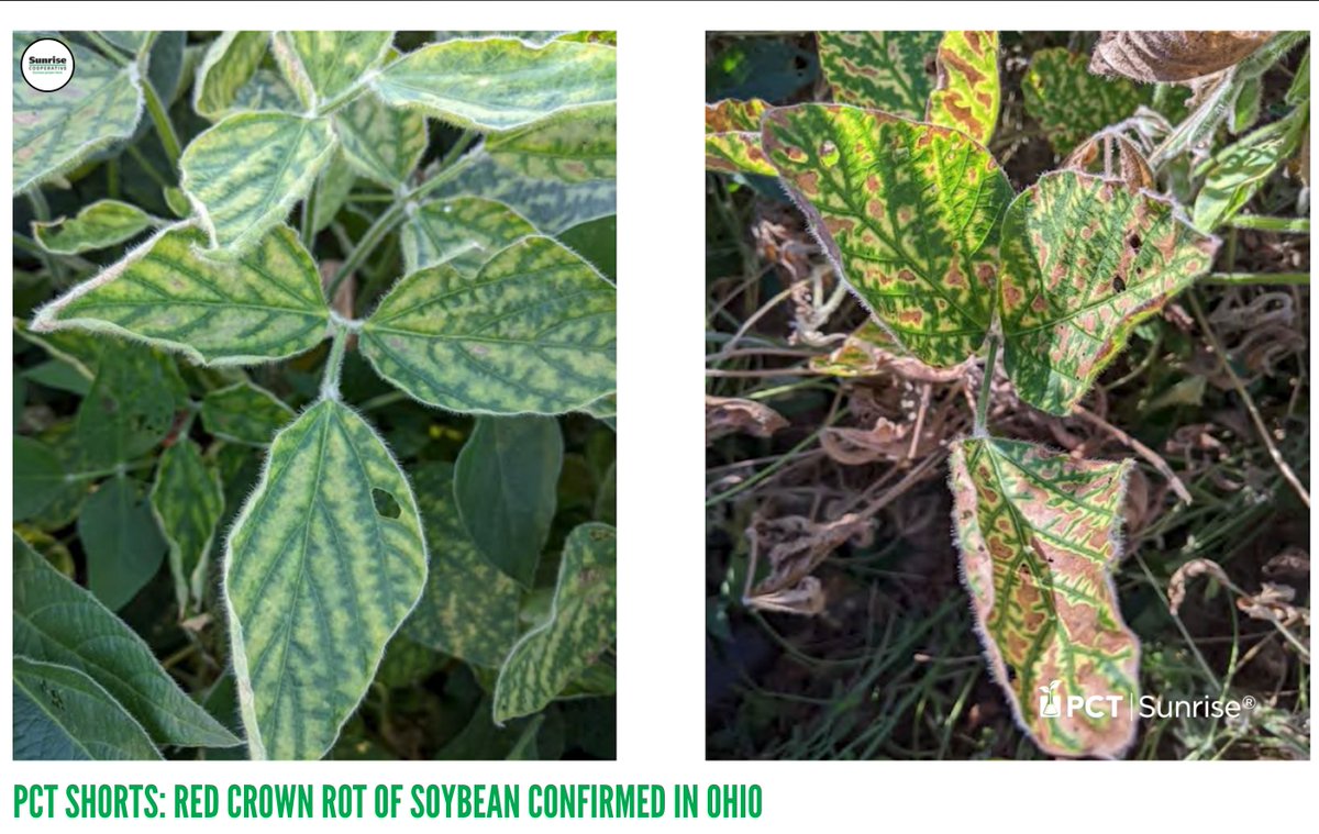 Sunrise Cooperative (@sunrisecoopoh) on Twitter photo Red Crown Rot (RCR) of #Soybean has been confirmed in #Ohio. Watch #PCTShorts today with <a href="/JJAgronomy/">J. Johnson</a> Jonah Johnson, #PCTSunrise Sales Agronomist, for more information to see if #redcrownrot is present in your soybean fields. Click the link to watch!
pctnutrients.com/video/pct-shor… Red Crown Rot (RCR) of #Soybean has been confirmed in #Ohio. Watch #PCTShorts today with <a href="/JJAgronomy/">J. Johnson</a> Jonah Johnson, #PCTSunrise Sales Agronomist, for more information to see if #redcrownrot is present in your soybean fields. Click the link to watch!
pctnutrients.com/video/pct-shor…