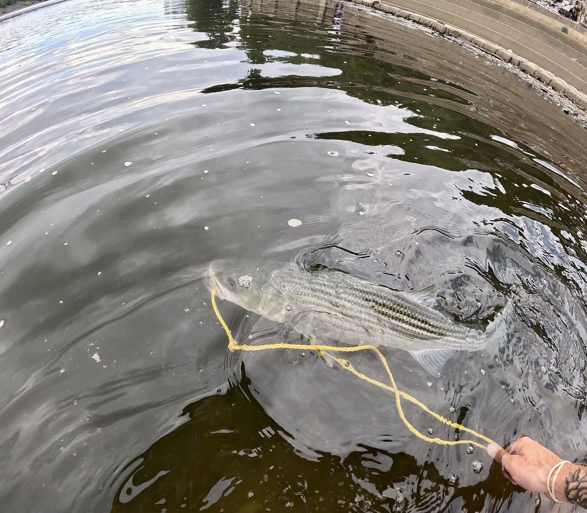PatKopalchick's tweet photo. Full Rockfish catch &amp; cook video on YouTube this week! 🎣🔥🍽️ https://t.co/DVuT0c09LS