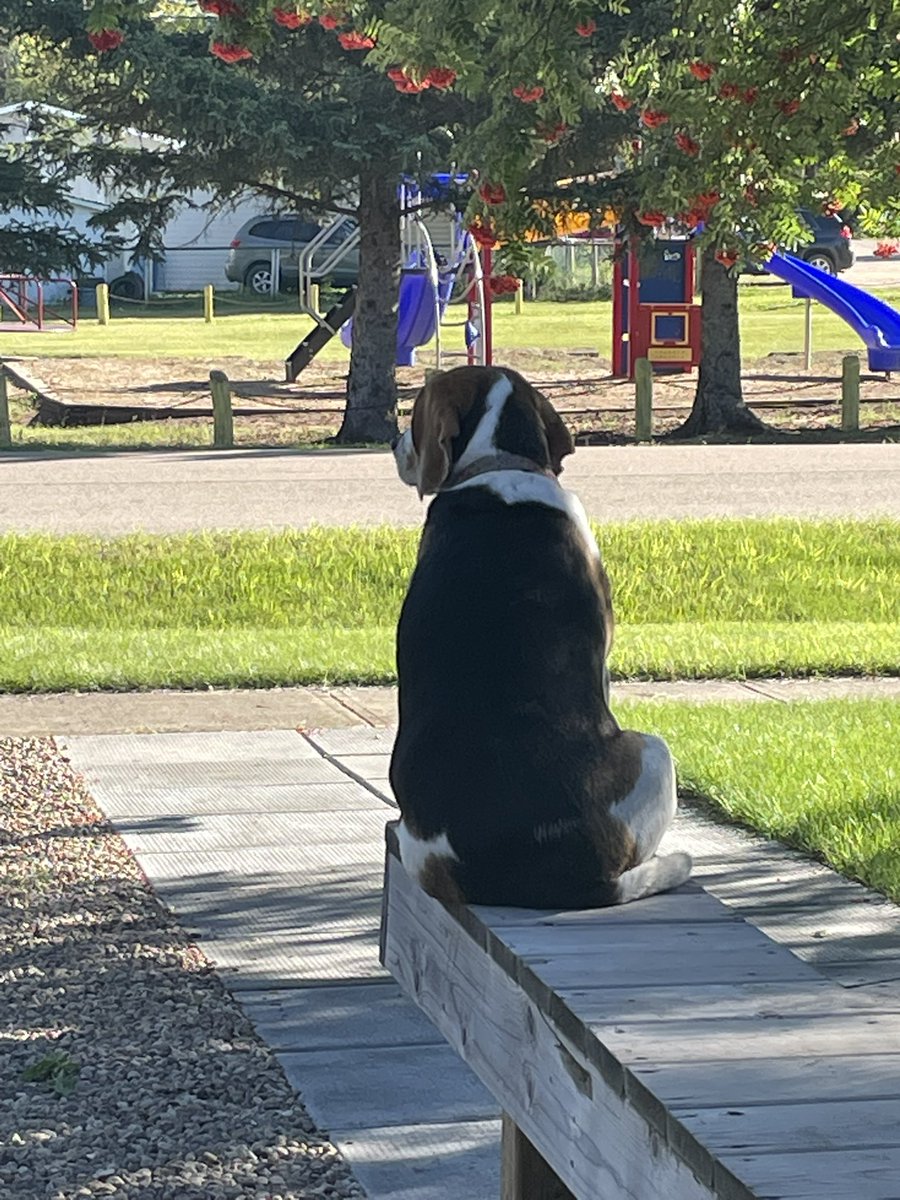 Somebody loves her morning on the deck!