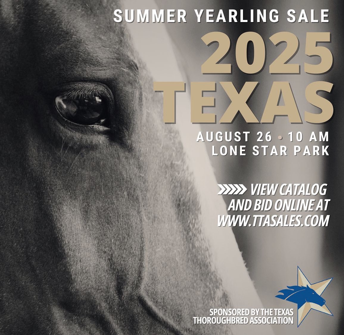 Texas Thoroughbred (@ttatexas) on Twitter photo 2025 Texas Summer Yearling and Mixed Sale
📅 TOMORROW August 26, 2025 at 10 a.m. Central
📍<a href="/lonestarpark/">Lone Star Park</a>
📕: ttasales.com/2-year-old-sal… 2025 Texas Summer Yearling and Mixed Sale
📅 TOMORROW August 26, 2025 at 10 a.m. Central
📍<a href="/lonestarpark/">Lone Star Park</a>
📕: ttasales.com/2-year-old-sal…
