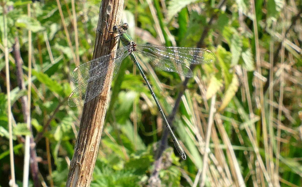 dave brown tweet media