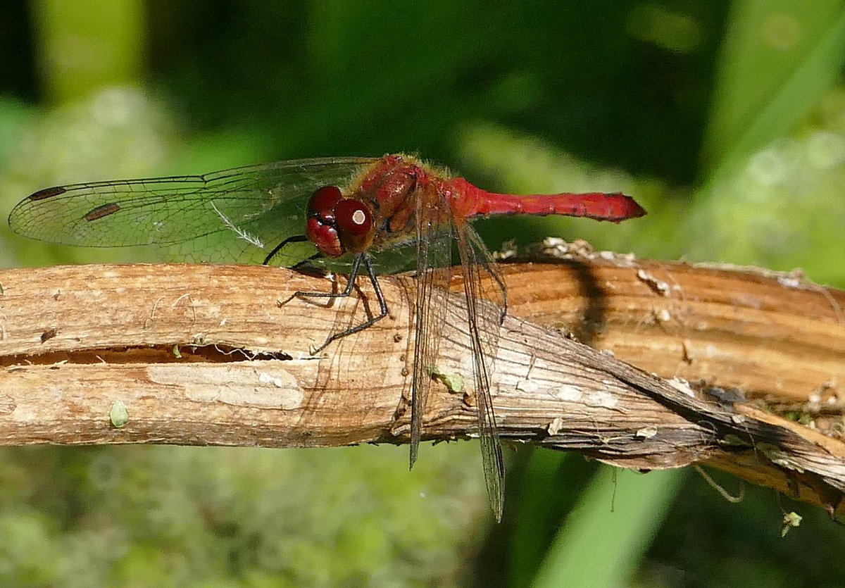 dave brown tweet media