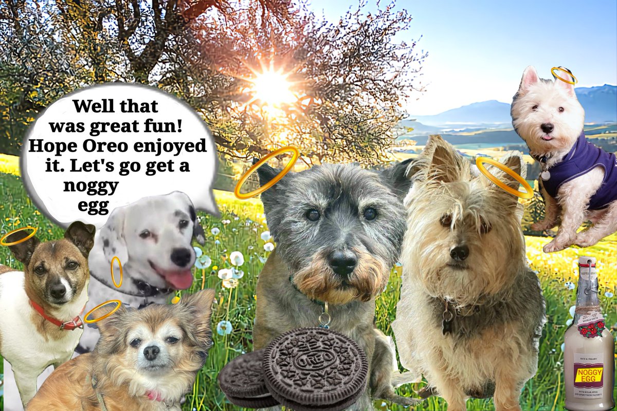 Norman_Dillon1's tweet image. Time to go home..... unless anyone wants a noggy egg at the Angel Pub? It&apos;s Happy hour and I fink it&apos;s karaoke  tonight!
#TimeToGoHome #OneForTheRoad
@jennystape @SuzyYoung24 @HarrynPogue @PestieW #BovverBoys #birthdayboy #BovverBoysForever