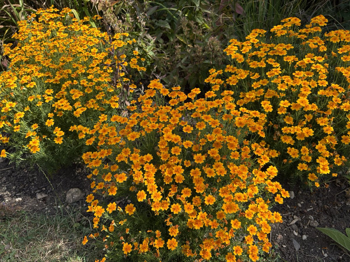 Jane Solomons tweet media