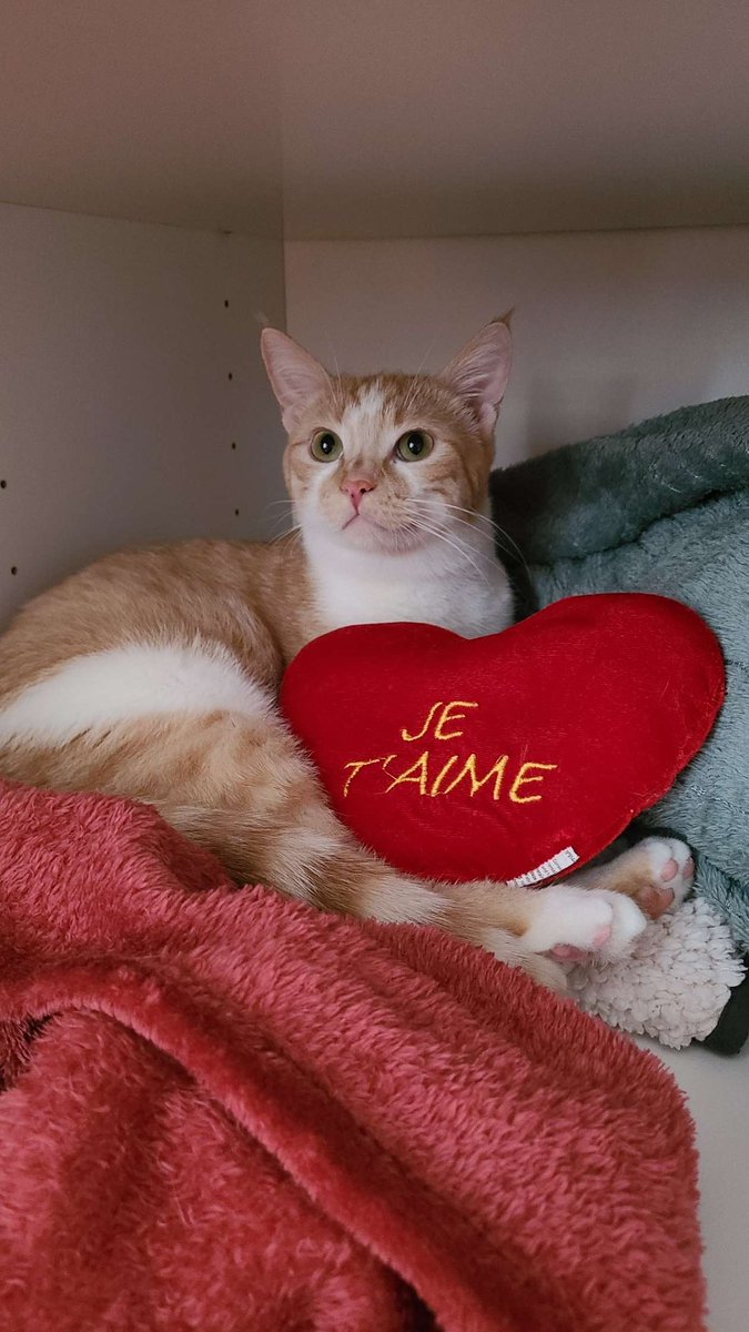 Des nouvelles de Romulus: 
Il ne mangeait plus trop, on pensait qu’il était irrité dans la gorge mais non il est certainemT entrain de déclarer le calicivirus, la véto a fait un prélèveT. On en saura plus dans dix jours mais elle est quasi certaine de ce qu’elle a avancé…