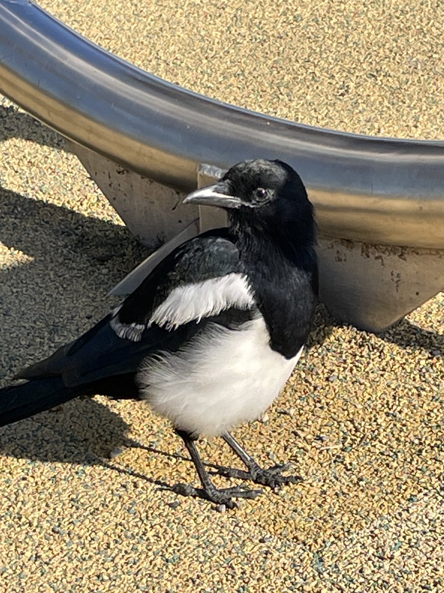 She was just here using this strange contraption. A lot of work to get nowhere. But maybe she’s got one more left for me 😅 🥜
Sorry little guy - no. 
#MagpieMonday #Magpies