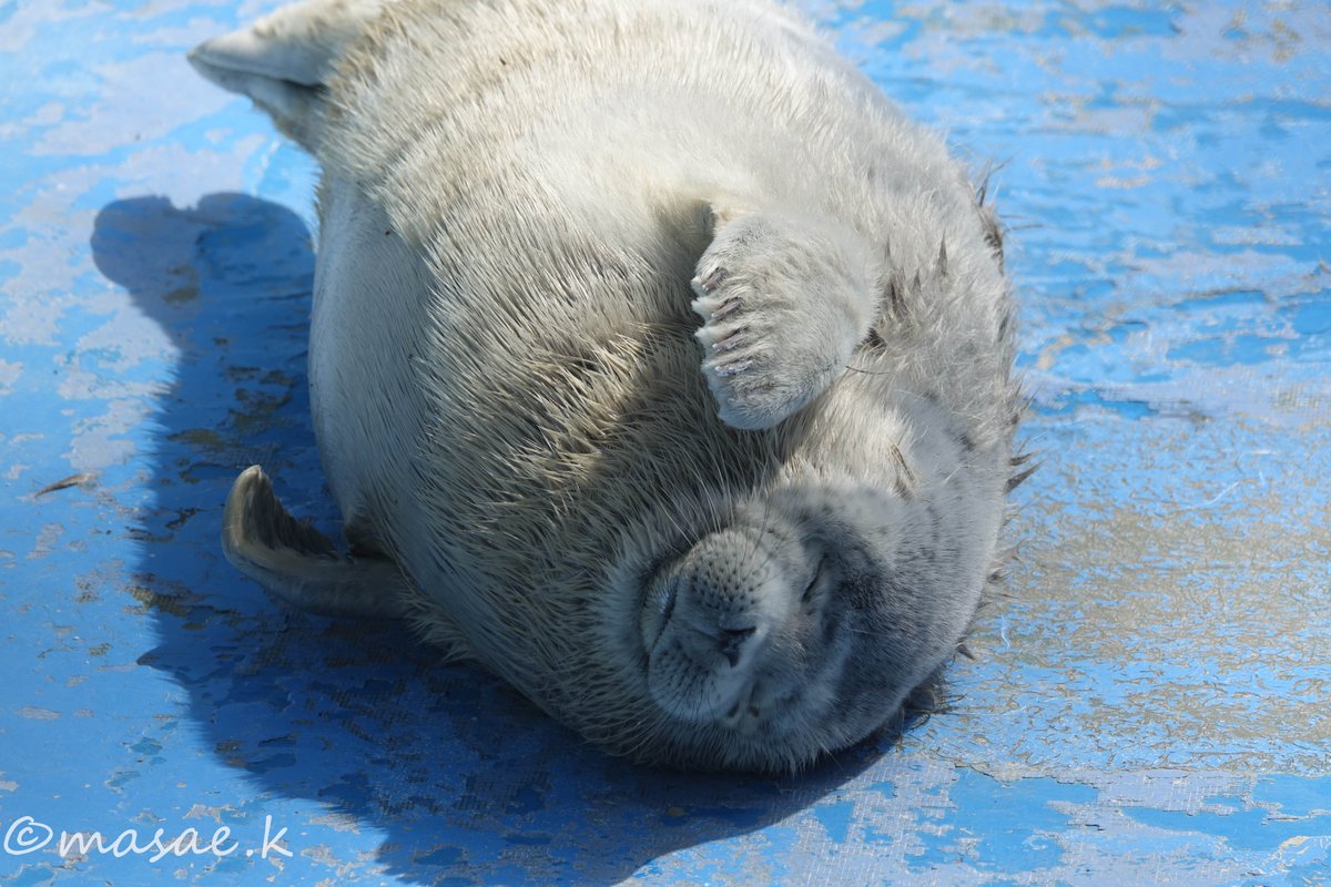 masae (@masaek_ar) on Twitter photo #ゴマフアザラシ #ノシャップ寒流水族館
2024/03 #ゴマフアザラシ #ノシャップ寒流水族館
2024/03