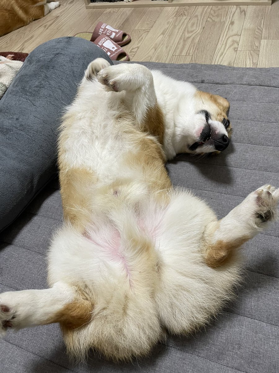 ハルはだいたいひっくり返ってる😂笑
#コーギー