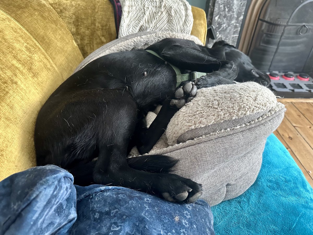 I was going to say that’s Mika’s bed but really that’s tink’s bed that Mika appropriated until tink discovered it again sxxxx