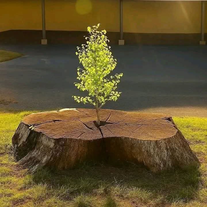 Astrumᵀᵉᵃᵐˢᵒᵏ (@astrum2025) on Twitter photo *کبھی کبھی دوبارہ آغاز ہی زندگی کی سب سے خوبصورت کہانی لکھتا ہے _!! ❤️*
#قومی_زبان
<a href="/TeamS0K/">Shaheens of Kaptaan</a> *کبھی کبھی دوبارہ آغاز ہی زندگی کی سب سے خوبصورت کہانی لکھتا ہے _!! ❤️*
#قومی_زبان
<a href="/TeamS0K/">Shaheens of Kaptaan</a>