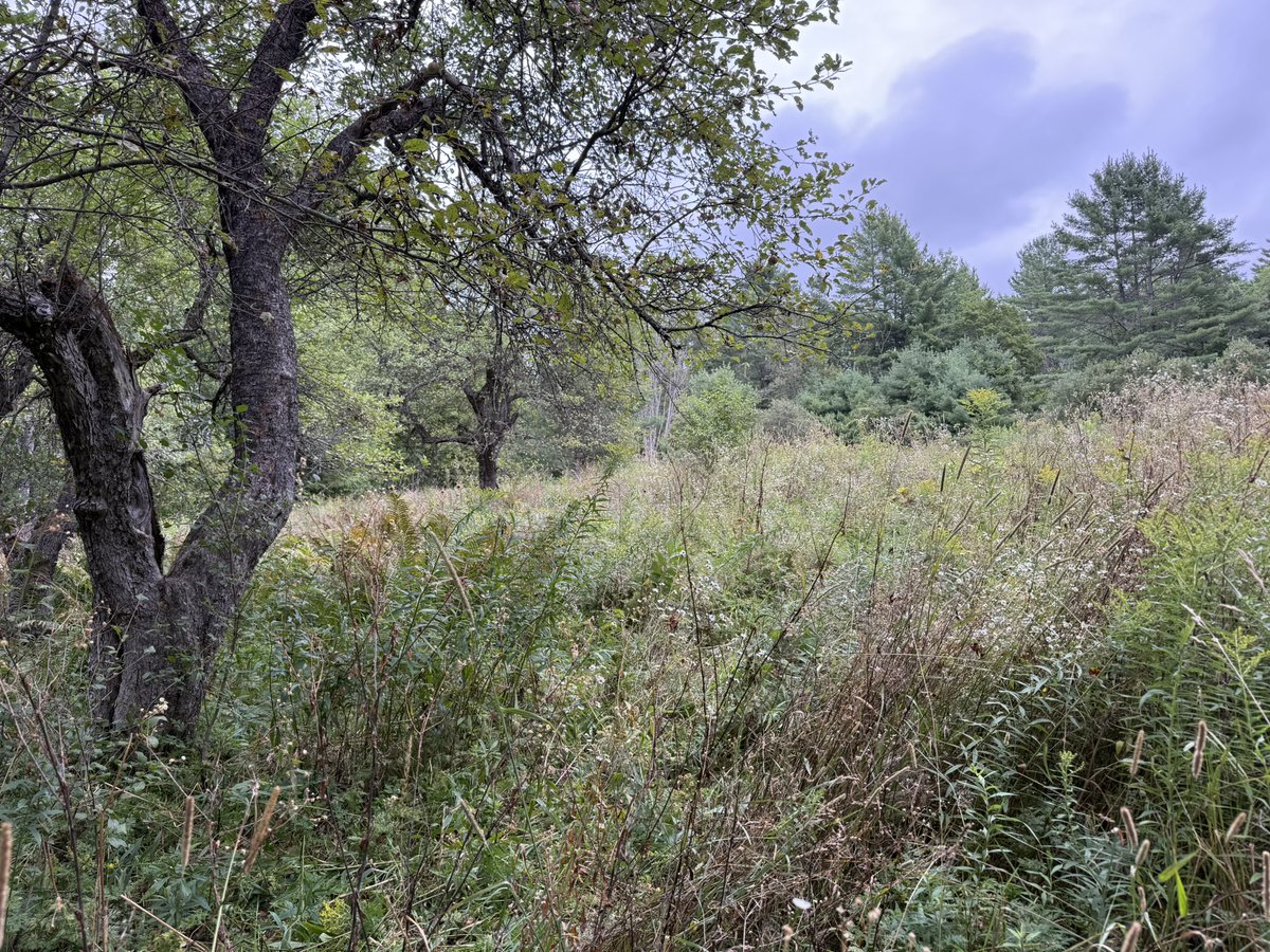 People sometimes tell me they wish they owned lots of acreage. 

I think what’s more important is fostering a sense of place. You can belong to a place without owning it. It doesn’t have to be in the country. 

Just fall in love with where you are and start building. It’s ok.