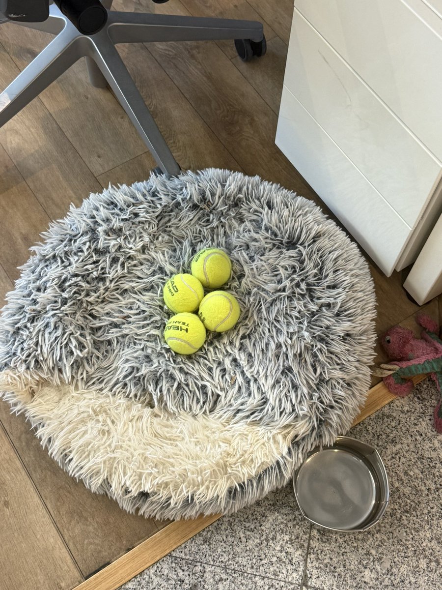 I have a strict ‘no ball’ policy for my dog. And this is how my co-working colleagues greet her at the office 😂
