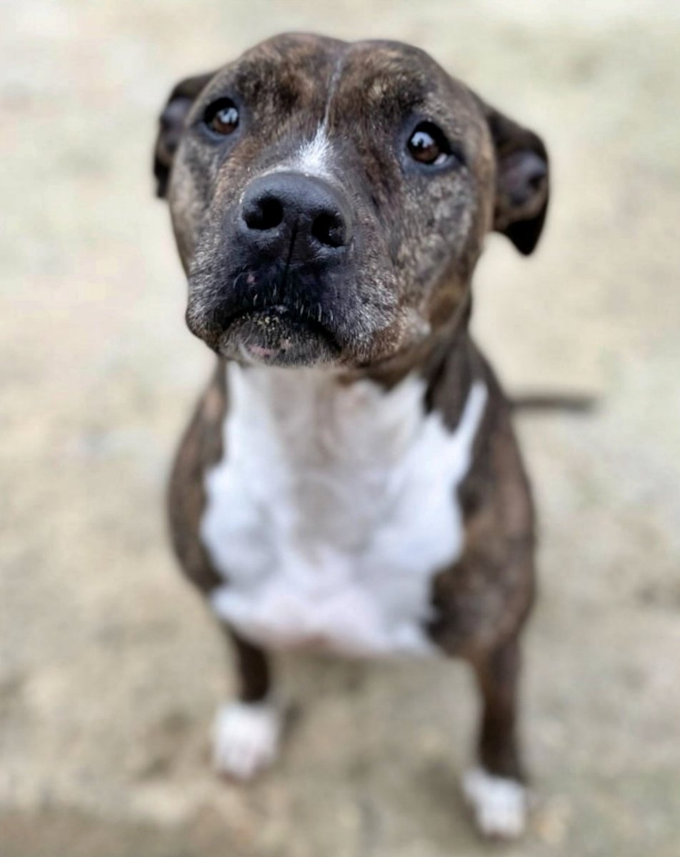 #Sevilla
#FREYJA tiene 8 años y medio y lleva siete con nosotros.

La abandonaron el mismo día de Navidad en una gasolinera.
Estaba desorientada y se acercaba a todo el mundo buscando a su humano.

Es una perrita activa, por tanto, buscamos una familia que pueda darle todo lo que