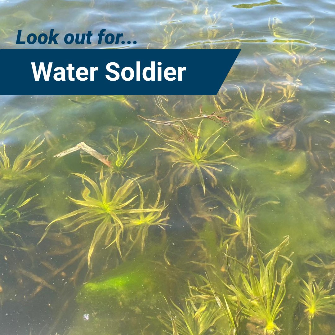 Invasive Species Ctr tweet media