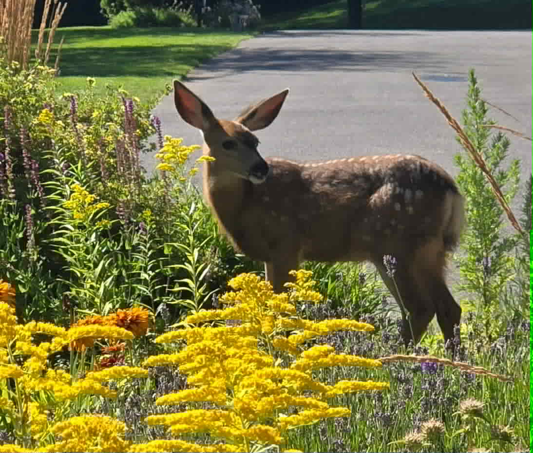 Good Morning from Trickle Creek!

Thanks for the capture Victoria!  #tricklecreekgolf #mykimberley