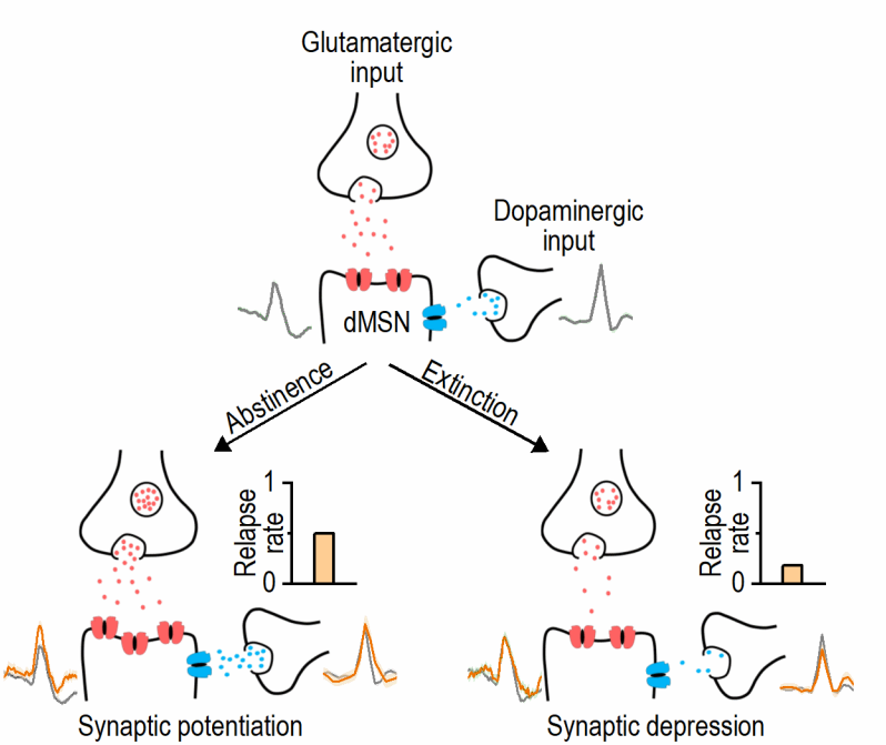 WangLabTAMHSC's tweet photo. Excited to share our new paper in Neuropharmacology- Abstinence and extinction differentially tune dorsomedial striatal dMSNs and dopamine during alcohol relapse. Bidirectional control of mPFC→dMSN synaptic plasticity determines relapse vulnerability. https://t.co/GqLISLPOi5