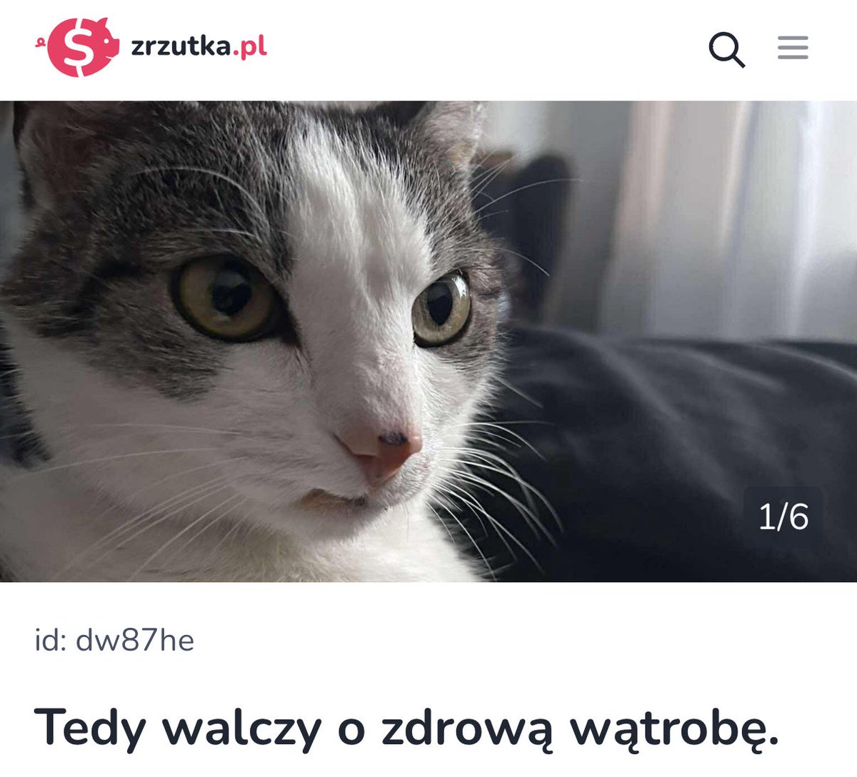 spalinskipatryk's tweet image. Kochani, kot mojej lubej poważnie zachorował i koszty leczenia okazały się większe niż się spodziewano.

Jeśli ktoś chce wrzucić parę złotych na Teddy to dziękuję z całego serca w imieniu właścicielki. Link poniżej.