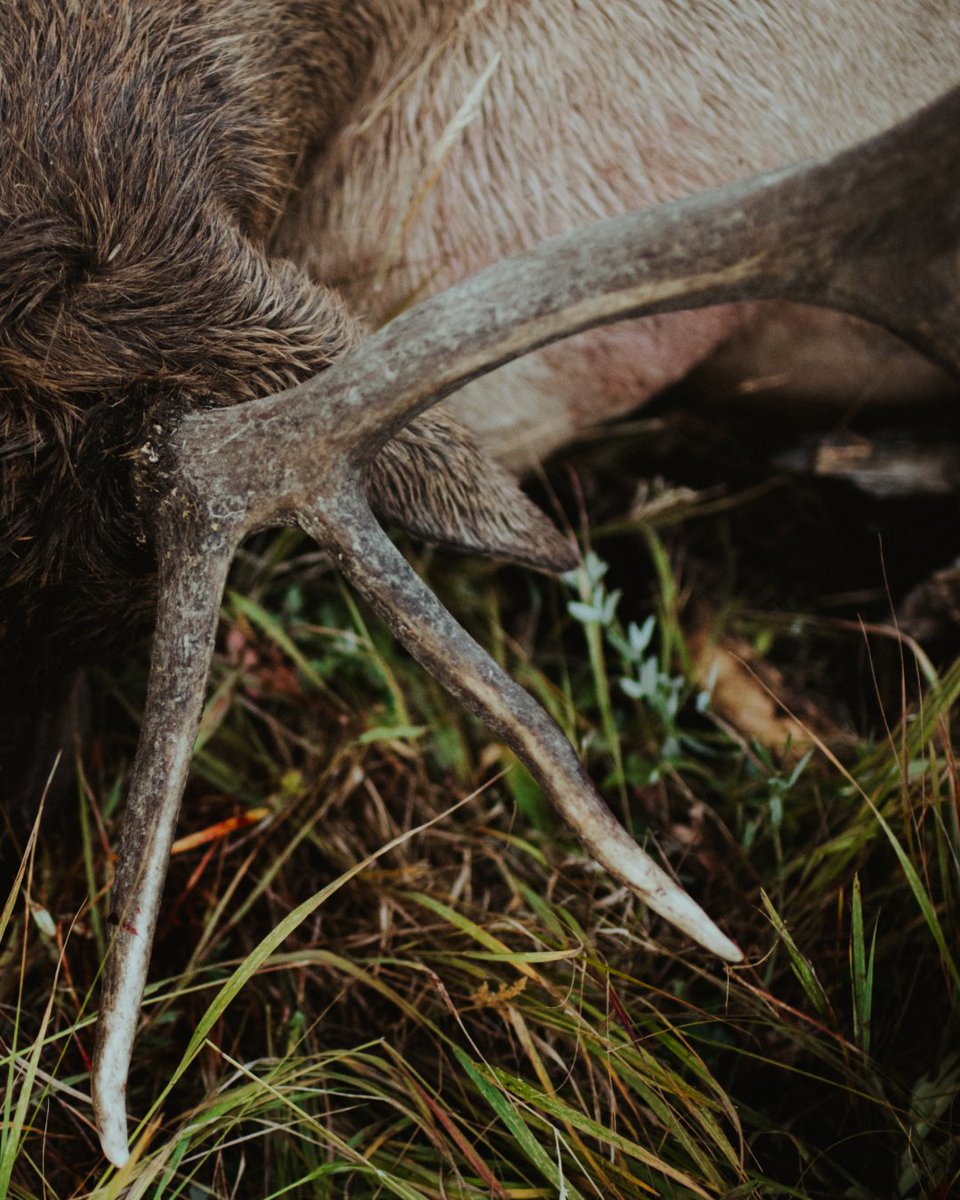 GOHUNT's tweet image. T-minus 7 days.

#gohunt