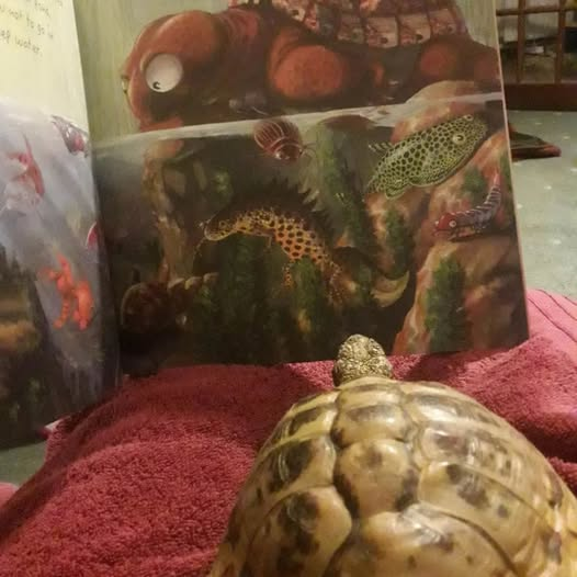 We love seeing YOUR #tortoises and #turtles with our #ALBERTthetortoise #books. Like this pal of real ALBERT diving into their copy of picturebook ALBERT AND THE POND. #AvailableNow 9 #ALBERT #picturebooks, 3 #BoardBooks &amp; #ActivityBook Alberttortoise.com
#illustration