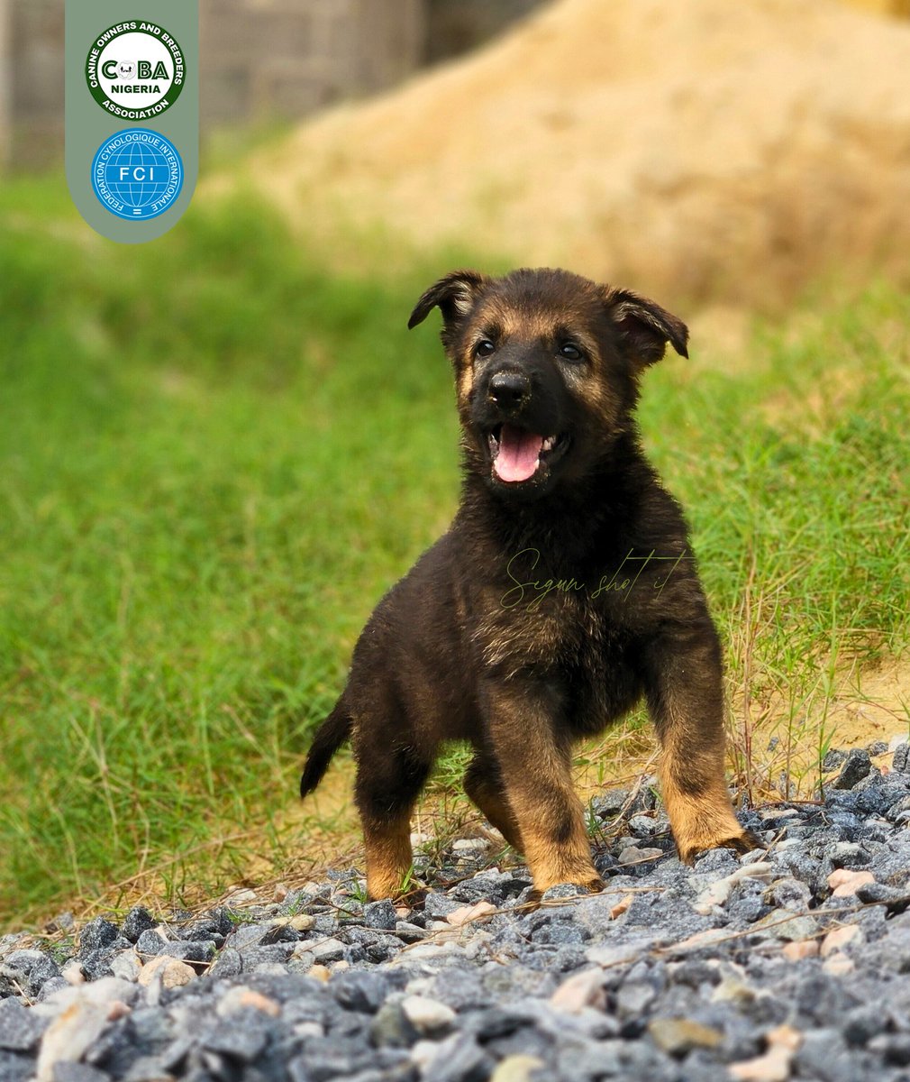 Aniva The Rarewolf 💞