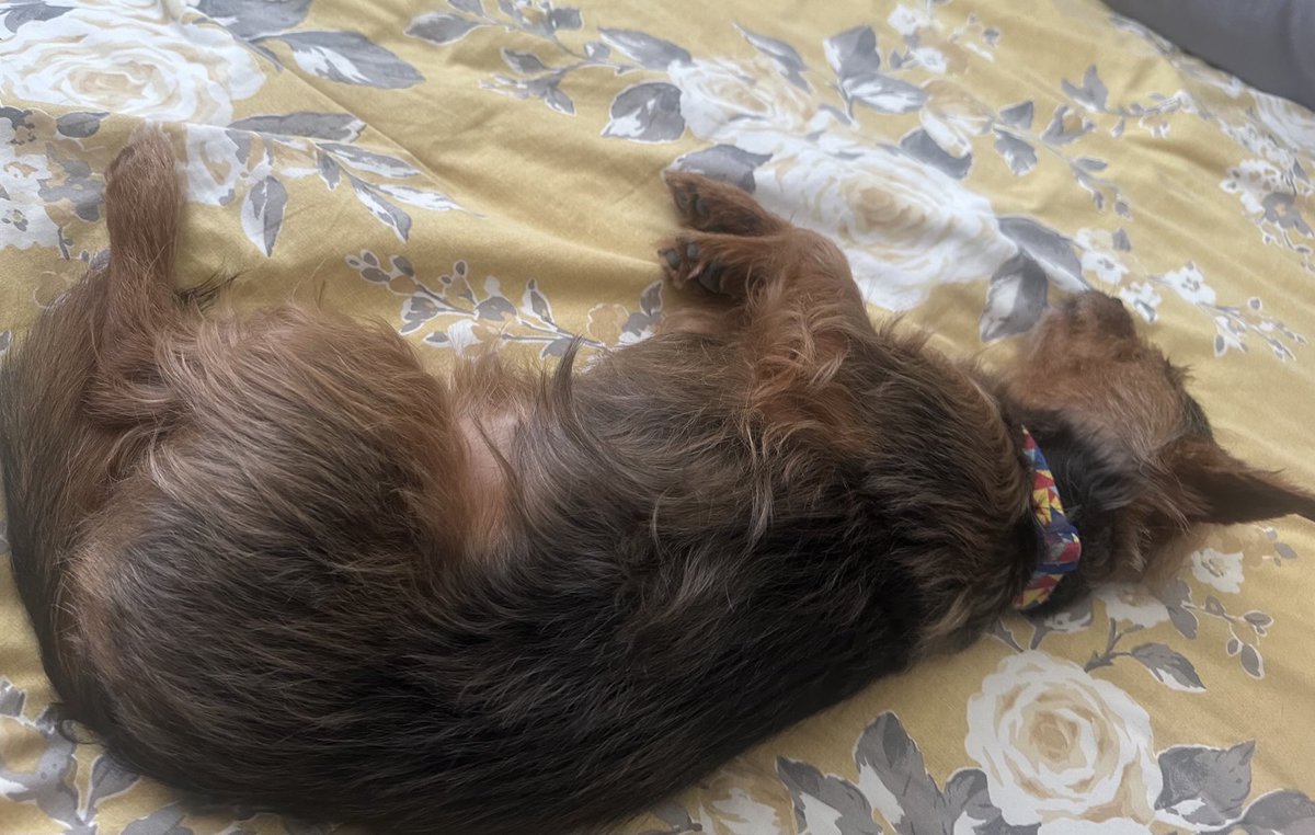 Lounging on the Big Bed &amp; living up to me name #scruffywoofer 😆