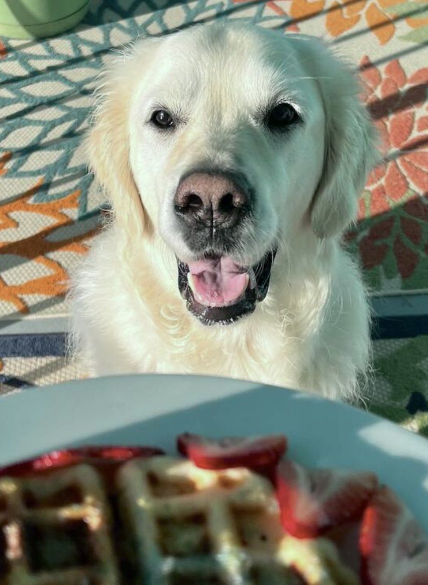 VoodsFoods's tweet image. Voods: I am STRONGLY pro waffle!! 🤍😋🧇

#NationalWaffleDay 🧇