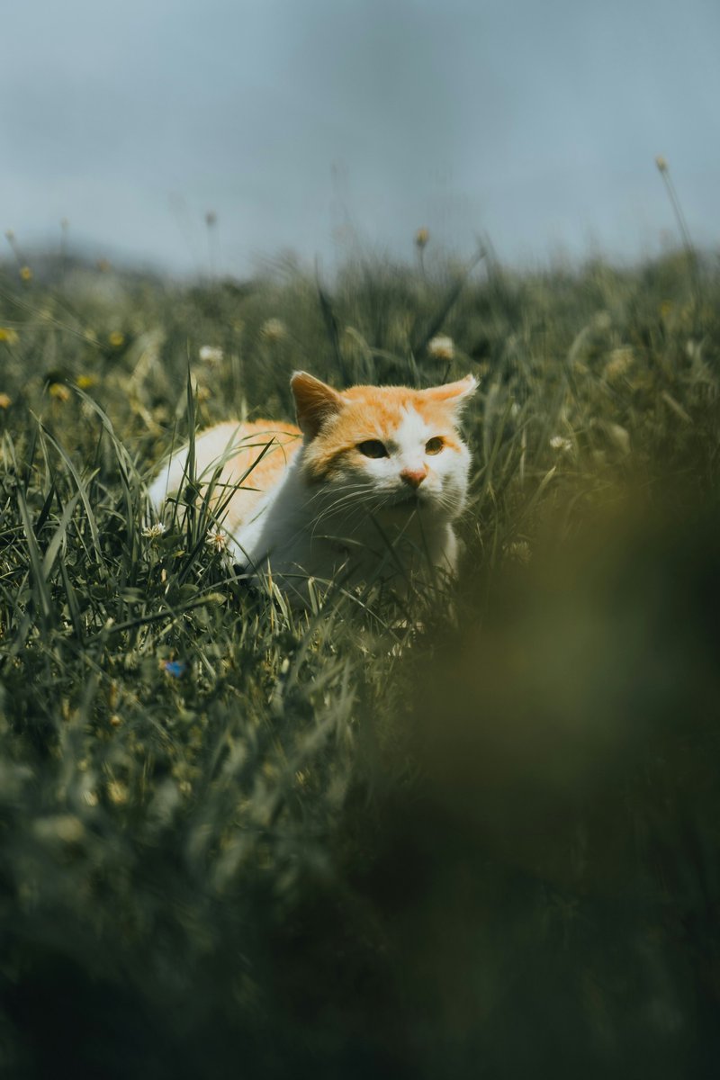 oncosmos's tweet image. Cat 🐱