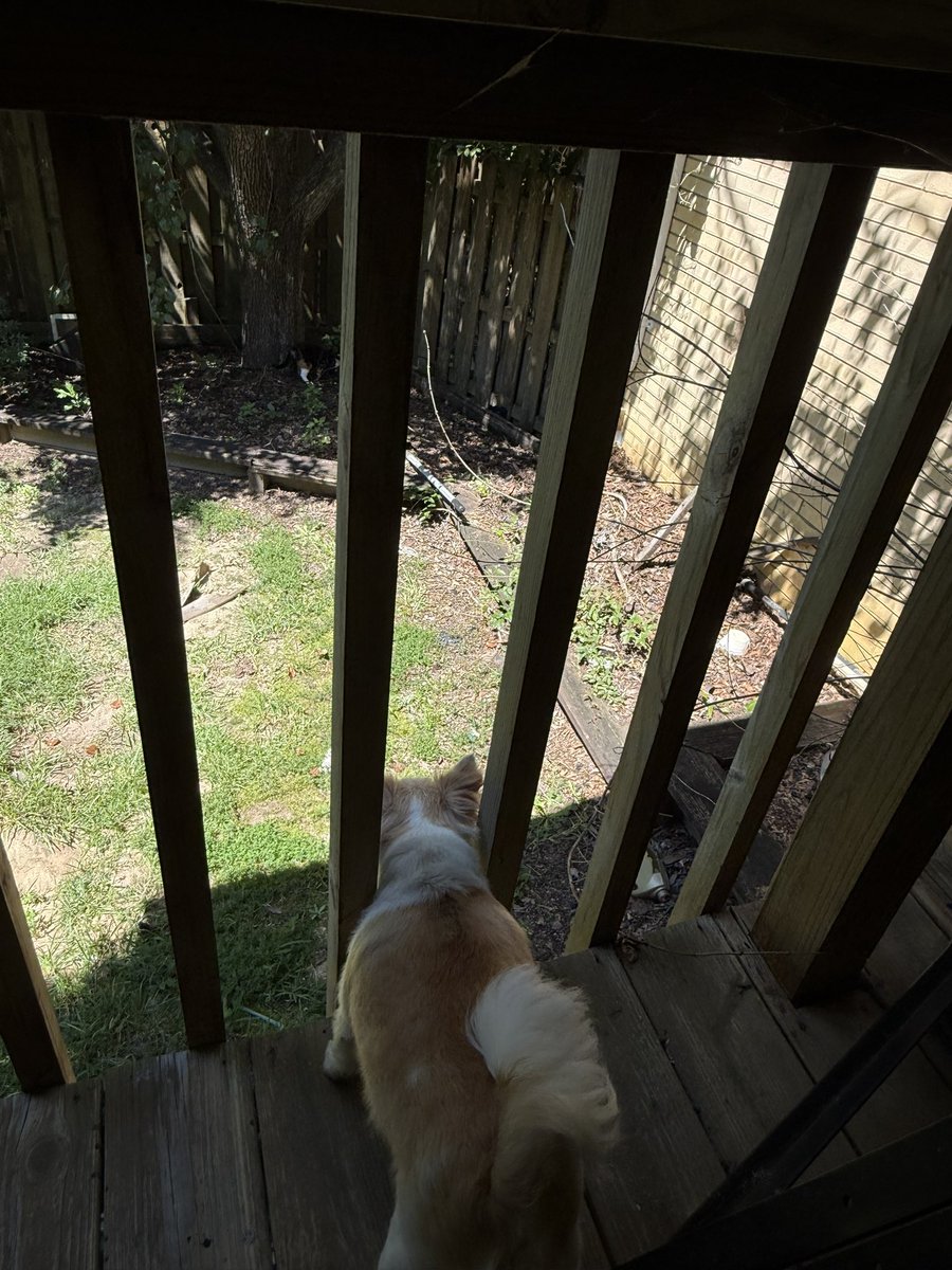 Q23HQMVP's tweet photo. “Deck Wars: Episode I”
Jax: “This is my deck, don’t even think about it!” 🐶👀
Luna: “Child, please. I run this yard.” 🐱✨
One bark, one stare down… and the queen didn’t budge.
Ledger entry: Luna 1 — Jax 0.
#WatcherLog #LunaRabbit #DeckWars #SilentWarden https://t.co/ssfQDyOW79