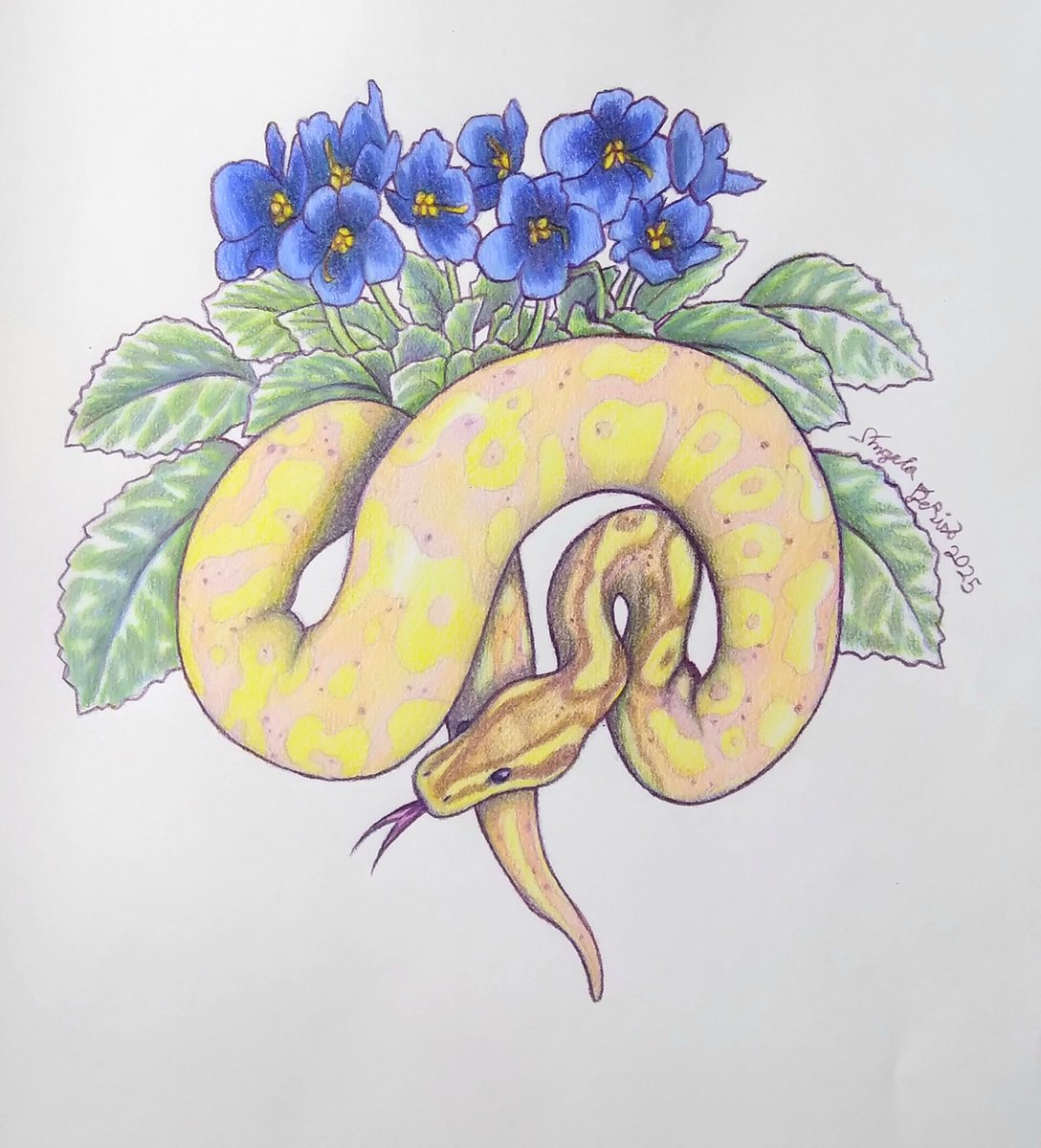 AngeladerisoA's tweet image. Finished the banana ball python! Will have a time-lapse video up soon. #ballpythonmorphs #ballpythonkeeper #ballpythonlover #ballpythonlove #coloredpencilart #coloredpencilartist #coloredpencildrawing #arttimelapse