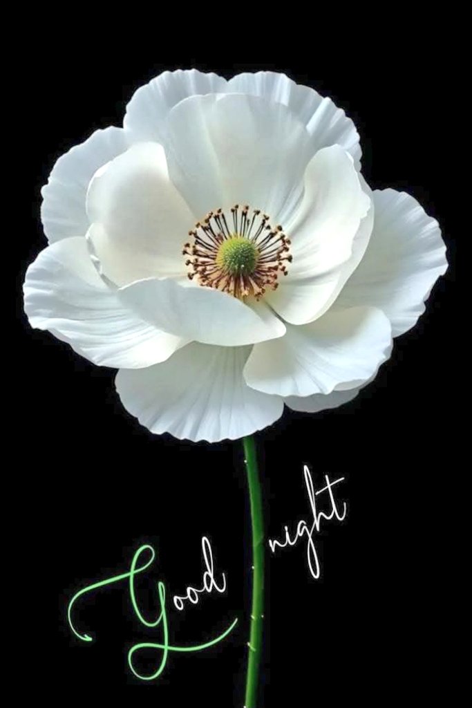 Good night 😴 ☕️🌹
