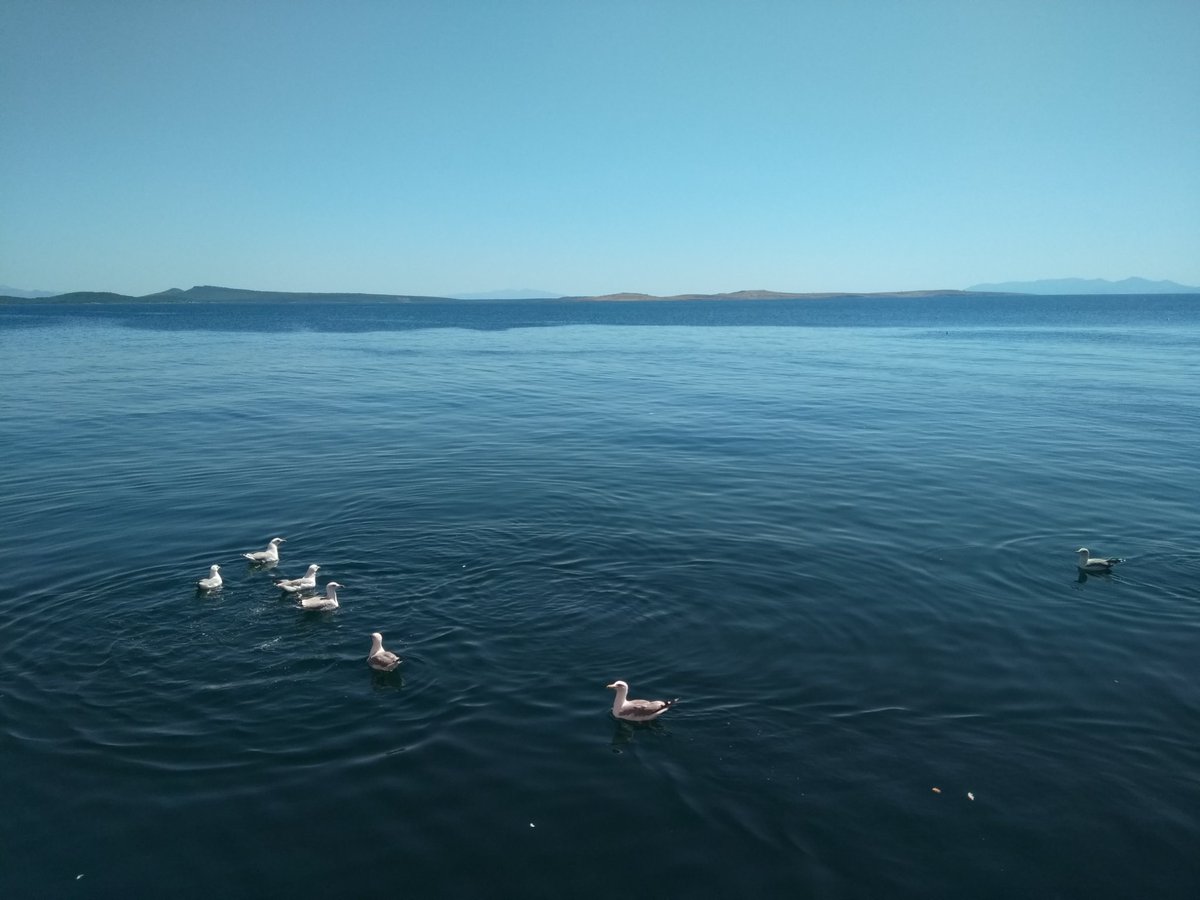 guvenc_deviren's tweet photo. Ayvalık Balıkesir https://t.co/oyqREHlj7F
