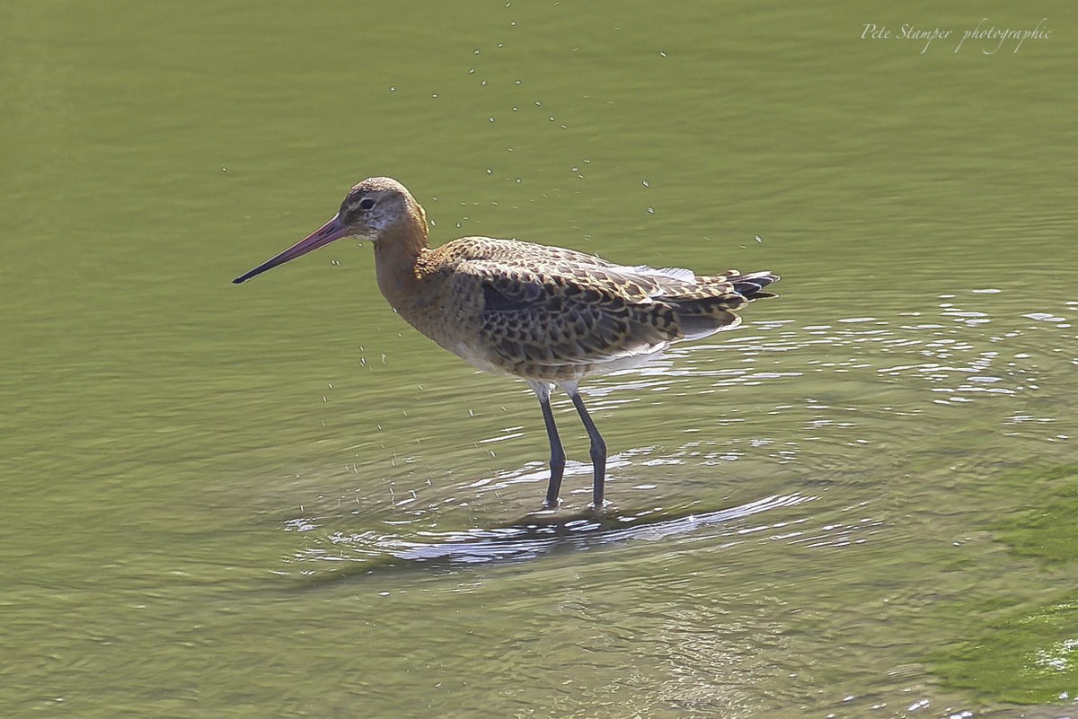 Black Tailed Godwit last week <a href="/WWTSlimbridge/">WWT Slimbridge</a> <a href="/slimbridge_wild/">Slimbridge Sightings</a> <a href="/Natures_Voice/">RSPB</a> <a href="/GlosBirds/">Glos Bird News</a> <a href="/HerefsBirds/">HerefordshireBirds</a>