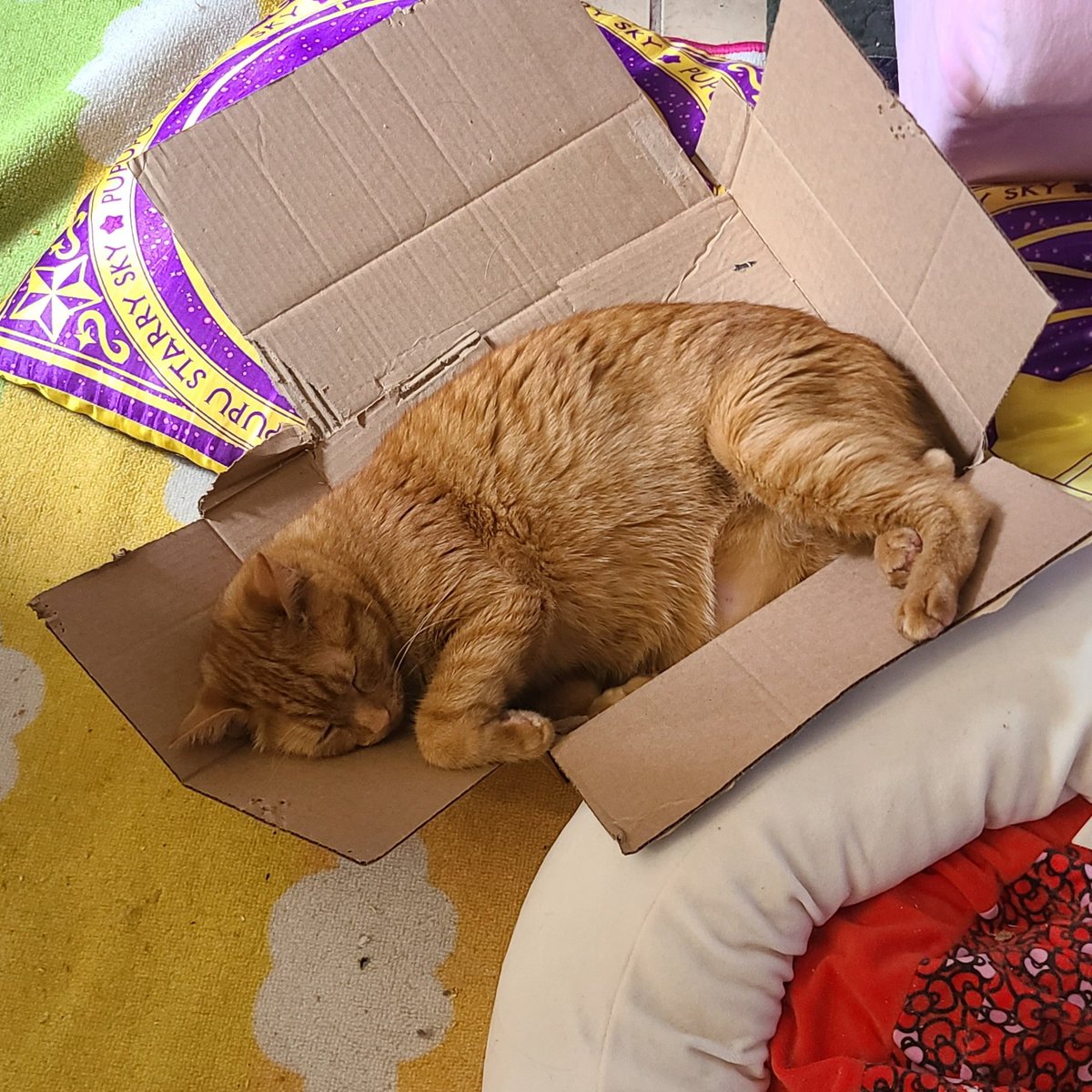 Isaac the Sacrificial (@sacrifice_isaac) on Twitter photo Remember, when you bully me online for grammatical mistakes, this is my editor. Remember, when you bully me online for grammatical mistakes, this is my editor.