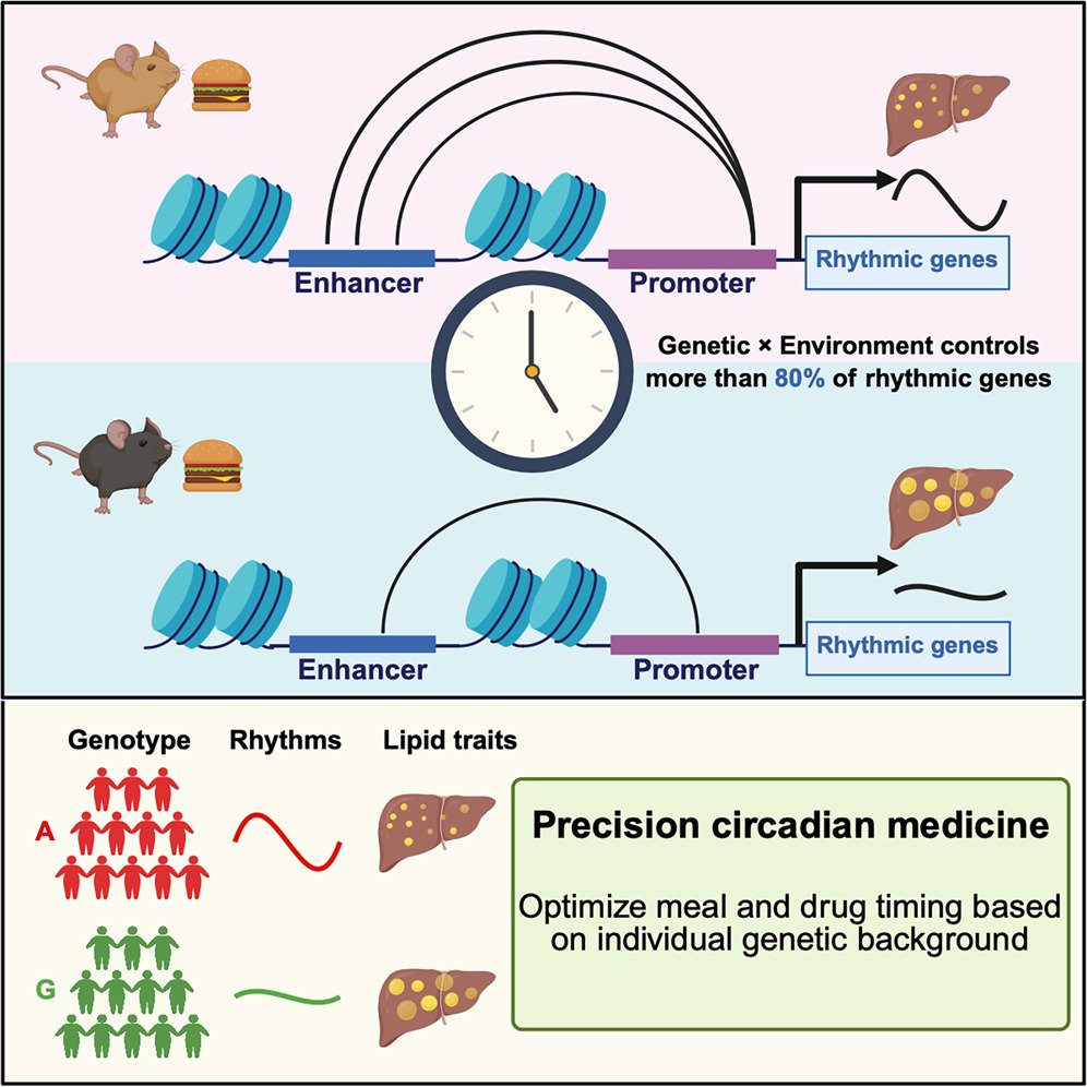 Dongyin Guan (@dongyinguan) on Twitter photo Our paper ‘Genetics–nutrition interactions control diurnal enhancer–promoter dynamics and liver lipid metabolism’ is now online <a href="/Cell_Metabolism/">Cell Metabolism</a>.
You can download it for free before Oct 14 via this link: authors.elsevier.com/a/1lfk85WXUlaY… Our paper ‘Genetics–nutrition interactions control diurnal enhancer–promoter dynamics and liver lipid metabolism’ is now online <a href="/Cell_Metabolism/">Cell Metabolism</a>.
You can download it for free before Oct 14 via this link: authors.elsevier.com/a/1lfk85WXUlaY…