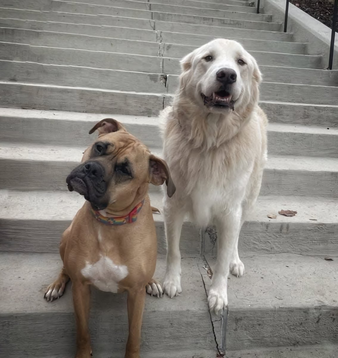 rjvanbuskirk's tweet photo. @CherieCurrie3 Cherie, meet my babies,  Hatch and Jacob.  Is there any better smell than puppy breathe?  Humans could learn to, love unconditionally,  loyalty, intelligence, friendly, obedience,  and so many more great characteristics.  We hope you doing well and having an awesome afternoon. https://t.co/Gi337WRnhg