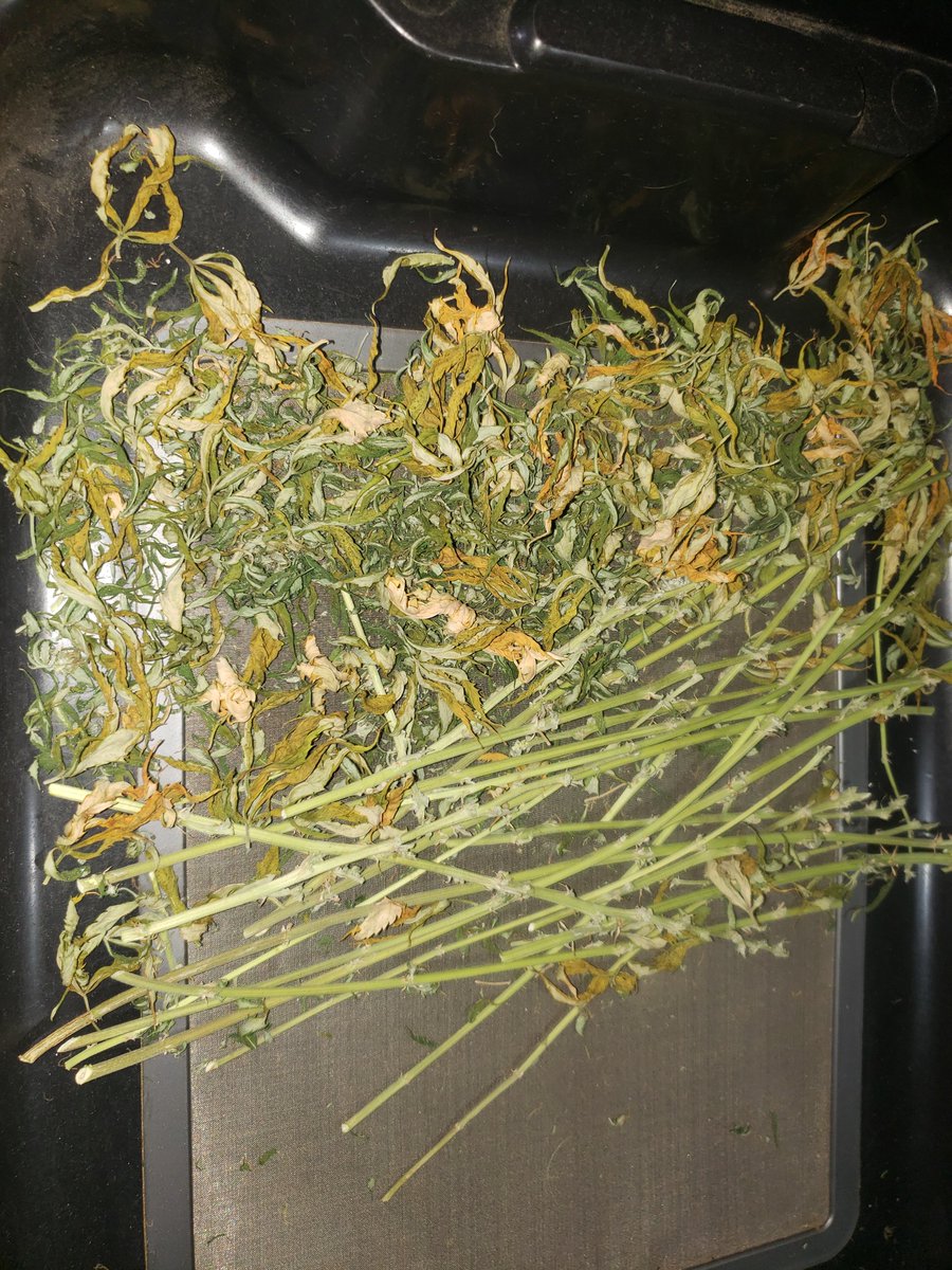 thescot33's tweet image. 18.5g of dried schwag from this chopped 5.5 weeker 🤌
.Still #StickyIcky