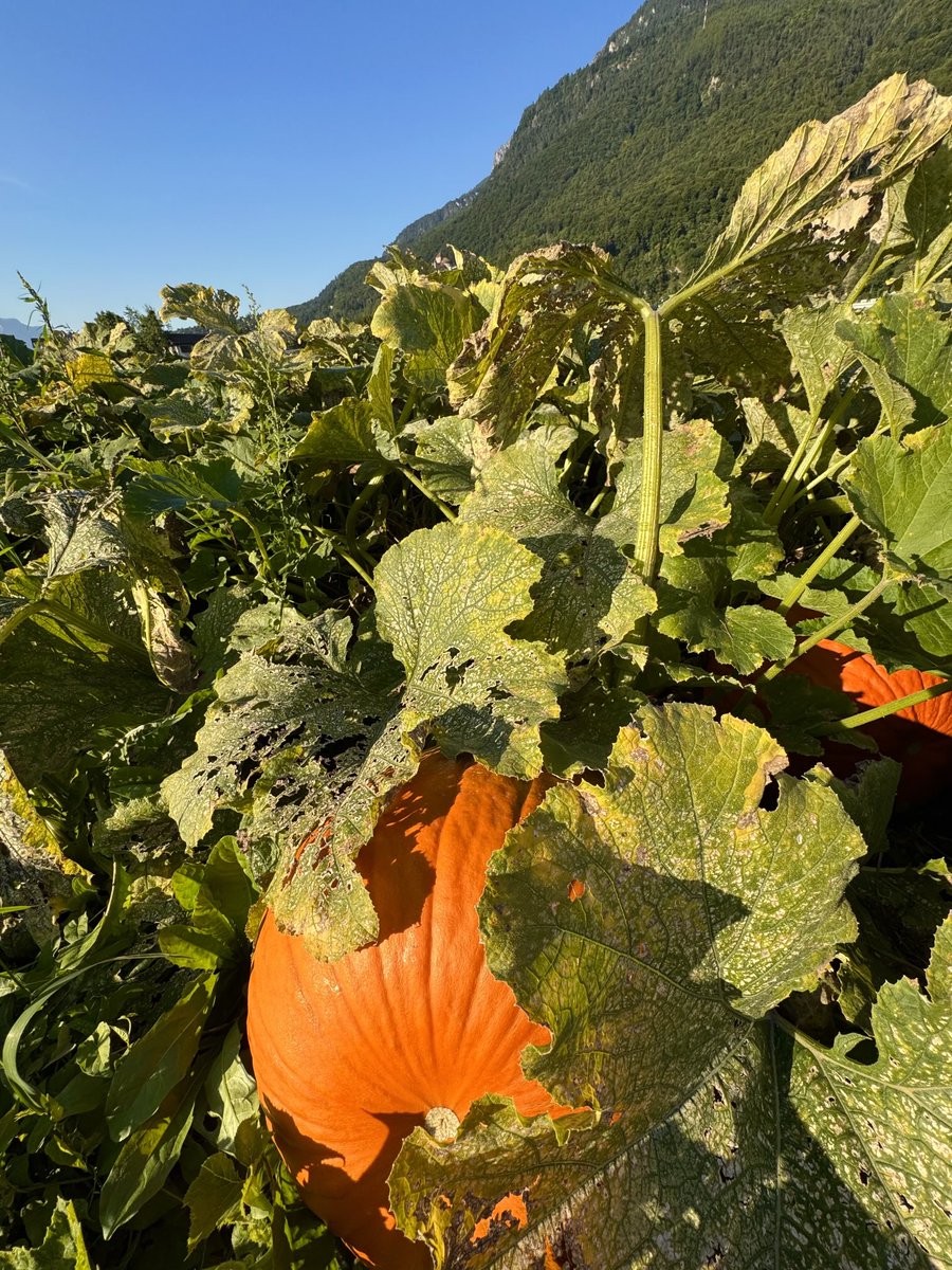 Autumn is near here in Liechtenstein 
Photo: Kurt Ackermann