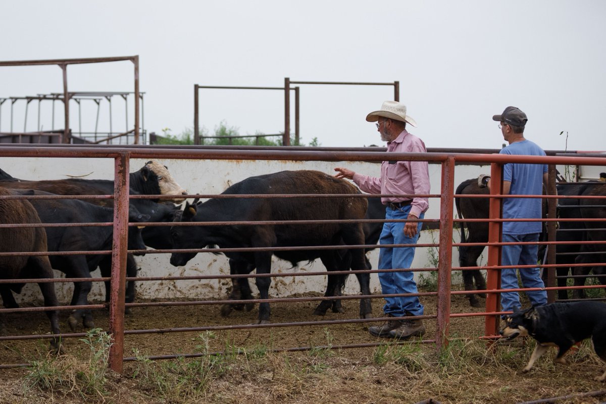 It’s your last chance to sign up for our new course – MarketSMART Ranching. 

Remove speculation from profitable decision-making 
Evaluate your enterprises against market data
Leverage your current resources 

Jefferson City, MO | Sept. 3-4
noble.org/market-smart-r…