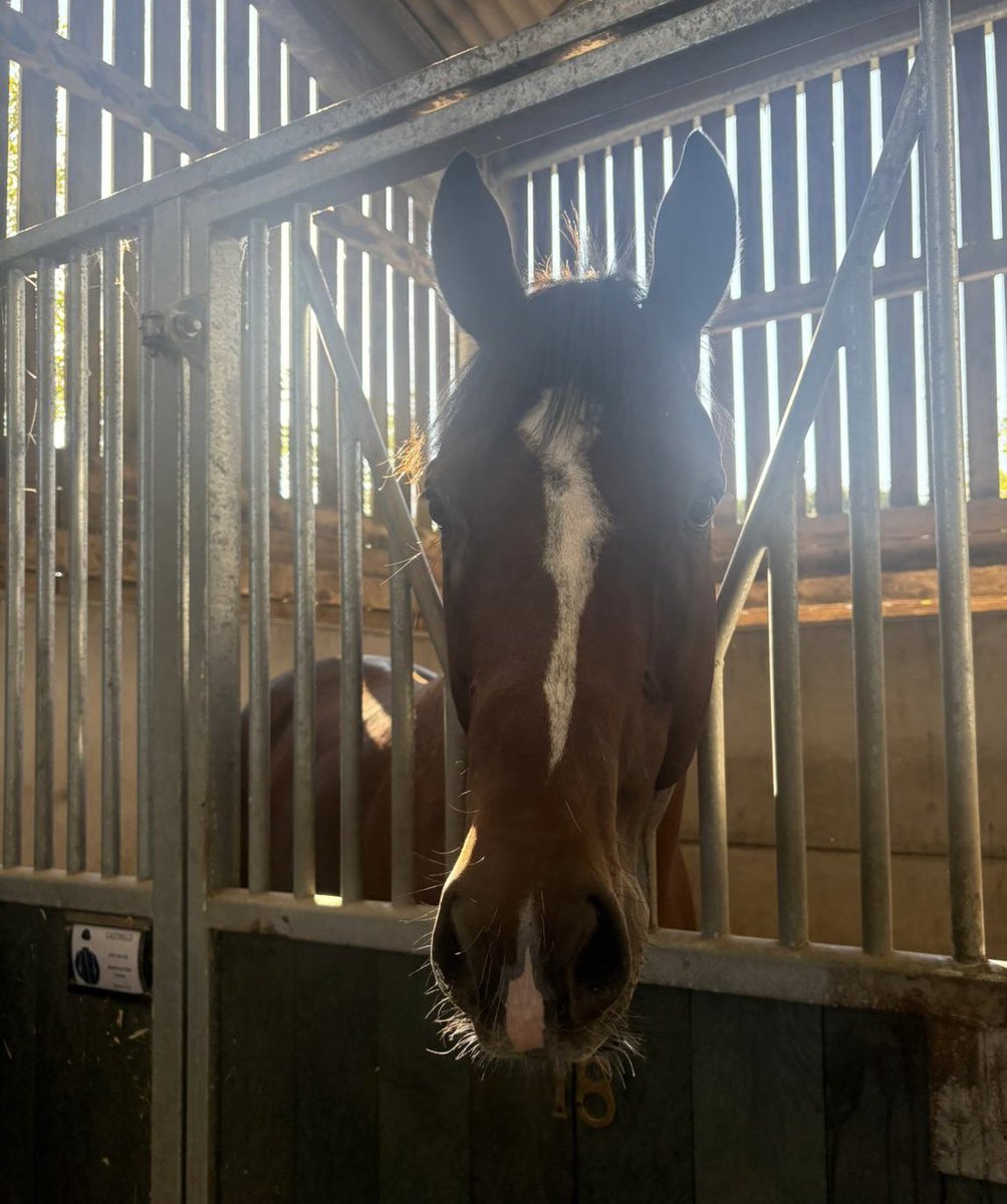 Archie_Watson's tweet image. WINNER Castrillo wins at Chepstow under @williamcox1999. Well done to SAS Thoroughbreds and to all the team at home! @tombiggs_bstock @BlandfordBldstk #winner #twoyearold #saxongate