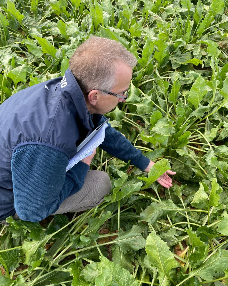 We're proud to be working closely with the <a href="/BBRO_Beet/">BBRO_Beet</a> to explore the synergy between synthetic and biological crop protection products in sugar beet. We're already seeing disease pressure starting to show. Among the findings were cases of mildew, beet rust and classic cercospora
