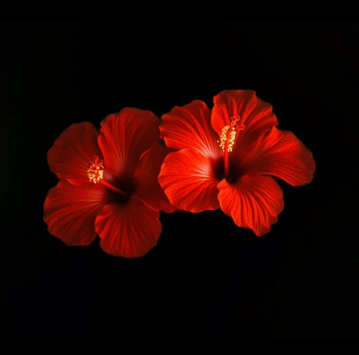 evamydumb's tweet photo. ❤️🥀 https://t.co/O0B04uCUFG