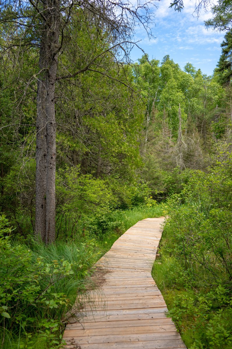 ParcsOntario's tweet image. Nous sommes à la quatrième semaine du #Défi30x30! 

Cette semaine, pourquoi ne pas faire une promenade lente et méditative dans la nature et absorber les bienfaits du plein air pour la santé? Essayez la sylvothérapie! bit.ly/3Jl2zff

#SPSP