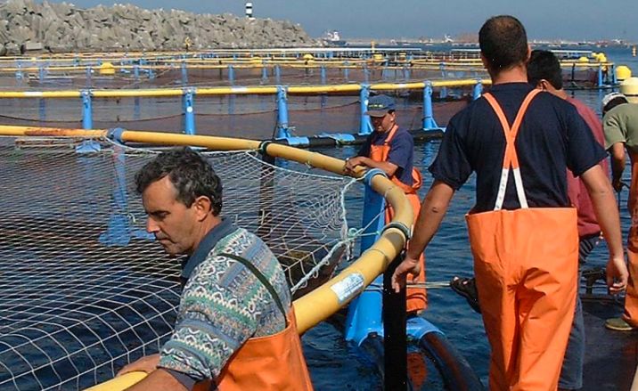 Titulares del día:
✅ La producción acuícola total en Portugal en 2023 aumentó un 10,9%
✅ M.Joaquina Ferrer, nueva directora general de Costas y Litoral de Baleares
✅ El sistema acústico AcuLice permite reducir los piojos en el salmón hasta en un 77%
Más ipacuicultura.com