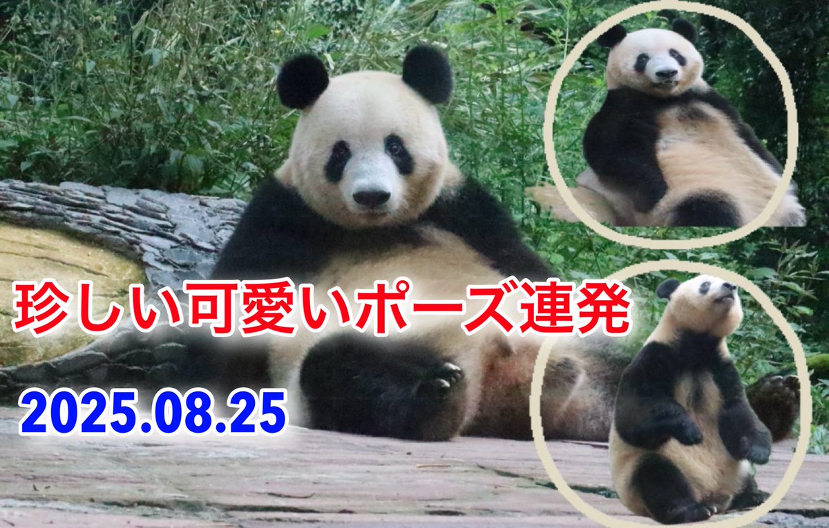 2025.08.25
珍しい可愛いポーズ連発
#シャンシャン

youtu.be/vOJqJPB5nwA?si…