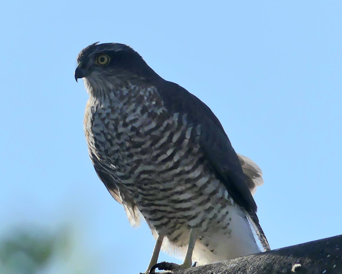 Sparrow hawk in my garden, pretty sure it was eying my bird bath up .Unfortunately didn't take the plunge
