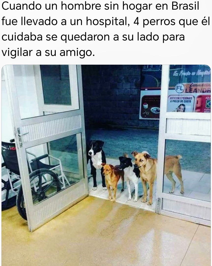 En las peores circunstancias de tu vida, solo ellos estarán contigo 🐕🐶🐾😍......